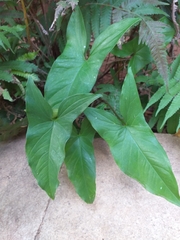 Syngonium podophyllum