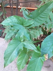 Syngonium podophyllum