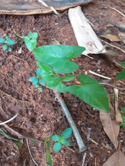 Syngonium podophyllum