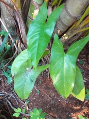 Syngonium podophyllum