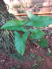 Syngonium podophyllum