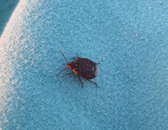 Holcogaster fibulata