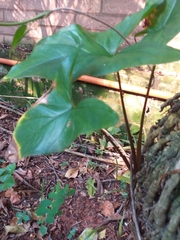Syngonium podophyllum