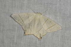 Ourapteryx sambucaria