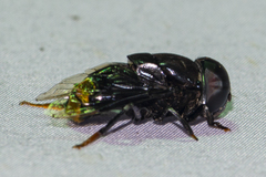 Phytomia chrysopyga