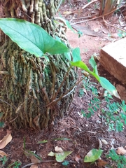 Syngonium podophyllum