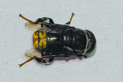 Phytomia chrysopyga