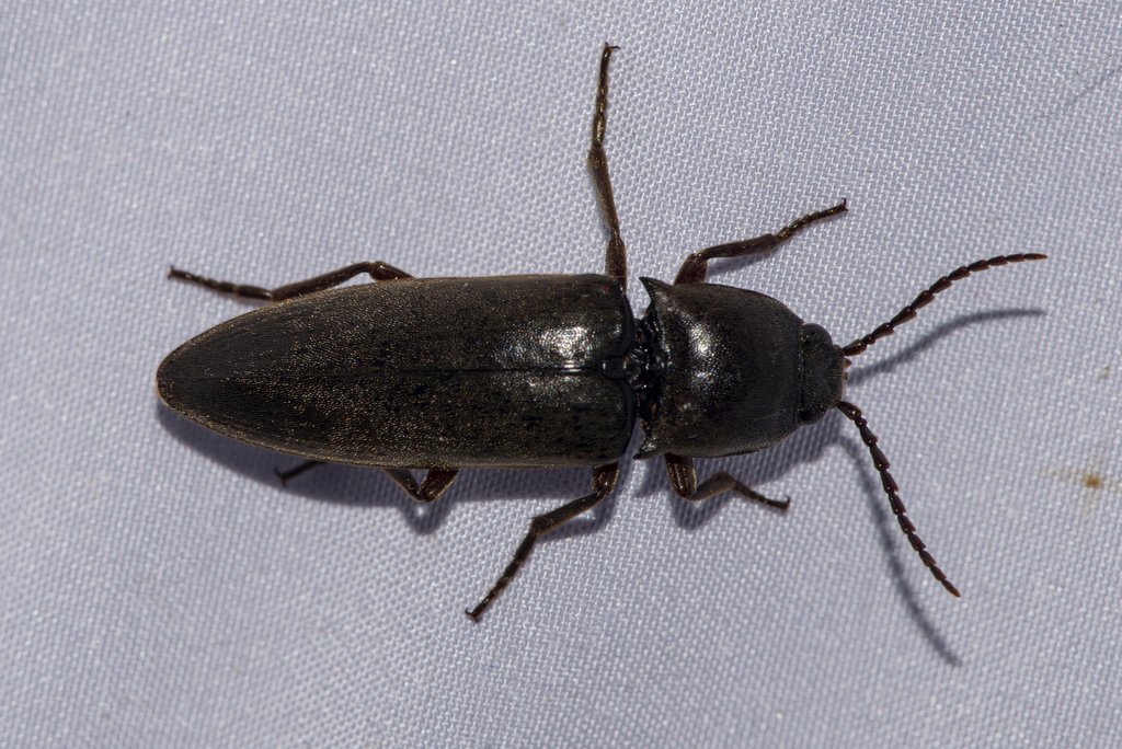 Ludigenus