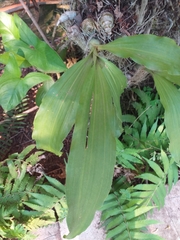 Catasetum fimbriatum