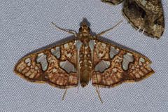 Glyphodes canthusalis