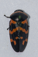 Cosmoscarta dimidiata