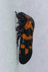 Cosmoscarta dimidiata