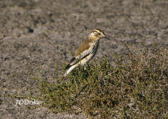 Neoxolmis salinarum