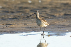Limosa lapponica