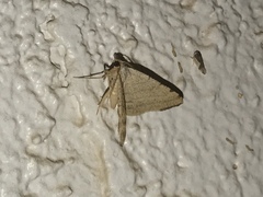 Taeniogramma octolineata