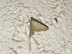 Taeniogramma octolineata