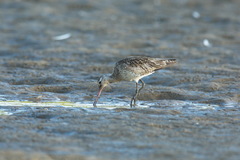 Limosa lapponica