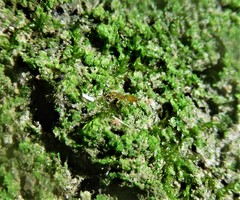 Crematogaster minutissima