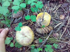 Suillus sibiricus