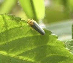 Ishidaella albomarginata