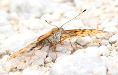 Argynnis adippe