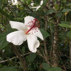 Hibiscus arnottianus