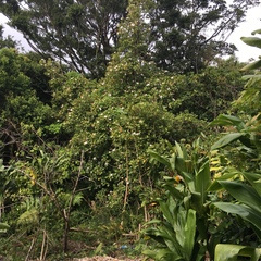 Hibiscus arnottianus