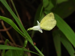 Eurema blanda