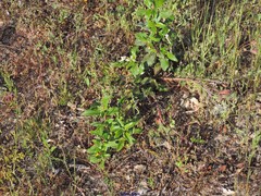 Sanguisorba verrucosa