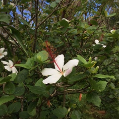 Hibiscus arnottianus