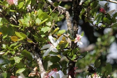 Chlorodrepanis flava