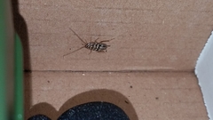 Aglaopteryx gemma