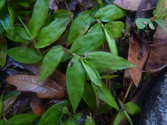 Oplismenus hirtellus setarius