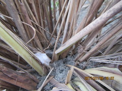Sidymella trapezia