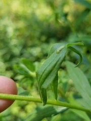 Asphondylia solidaginis