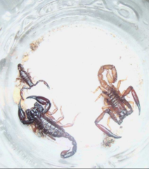 Chactas vanbenedenii