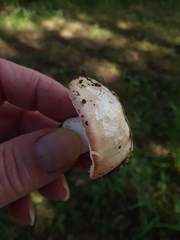 Russula veternosa