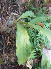 Catasetum fimbriatum