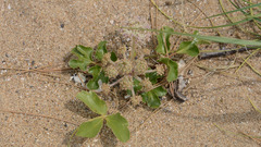 Glehnia littoralis