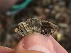 Muschampia alta