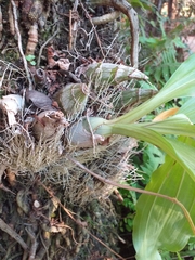 Catasetum fimbriatum