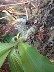 Catasetum fimbriatum