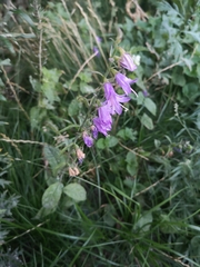 Campanula rapunculoides
