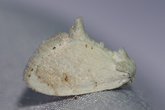 Niphopyralis
