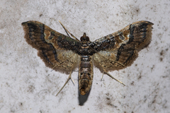 Hydriris