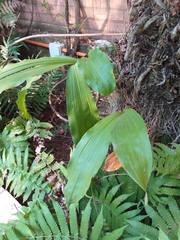 Catasetum fimbriatum