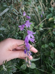 Campanula rapunculoides