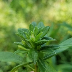 Asphondylia solidaginis