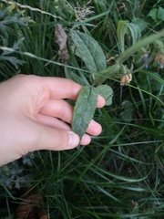 Campanula rapunculoides