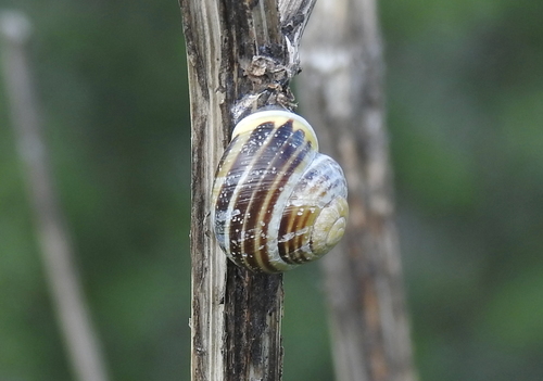 Cepaea hortensis